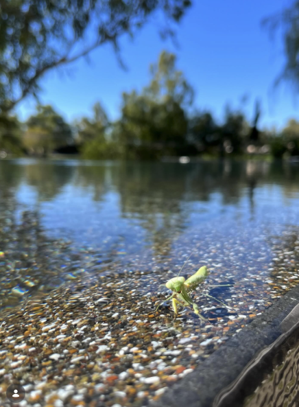 Praying mantis on pool pebbles